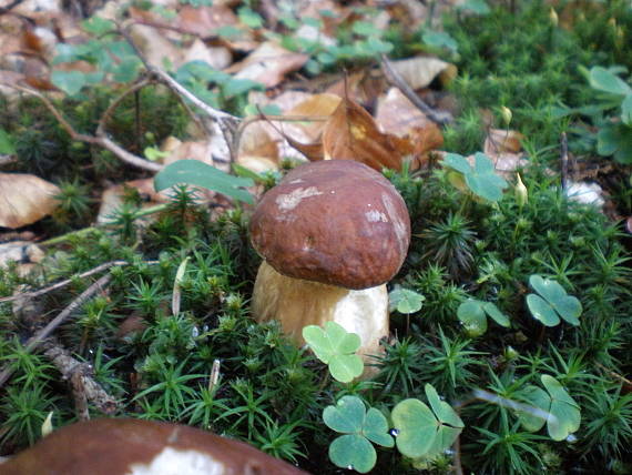 hríb dubový Boletus reticulatus Schaeff.