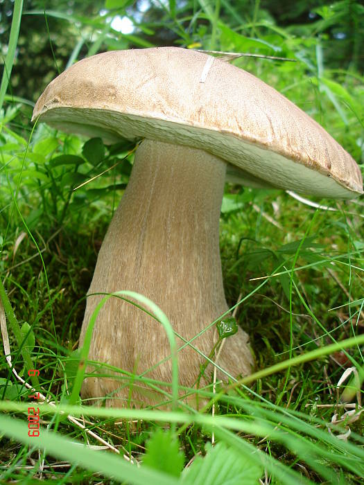 hríb dubový Boletus reticulatus Schaeff.