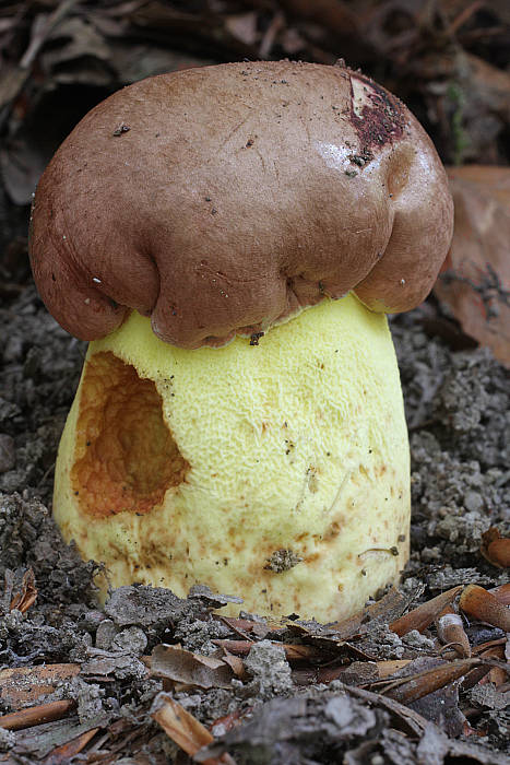 hríb príveskatý Butyriboletus appendiculatus (Schaeff. ex Fr.) Secr.