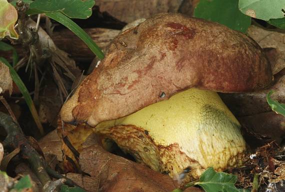 hríb príveskat Butyriboletus appendiculatus (Schaeff. ex Fr.) Secr.