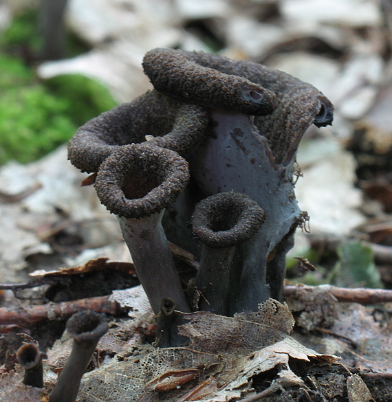 lievik trúbkovitý Craterellus cornucopioides (L.) Pers.