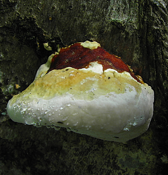 práchnovček pásikavý  Fomitopsis pinicola (Sw.) P. Karst.