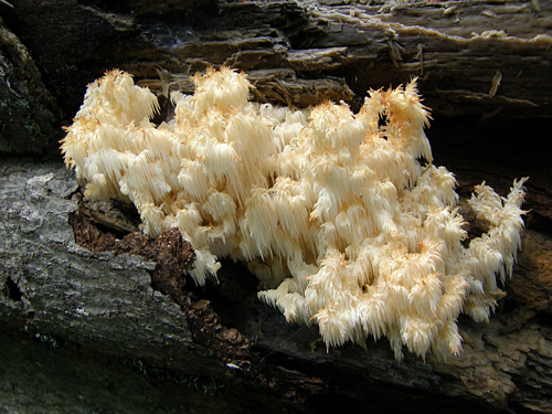 koralovec bukový Hericium coralloides (Scop.) Pers.