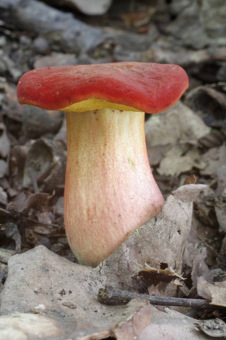 suchohríb karmínový Hortiboletus rubellus (Krombh.) Simonini, Vizzini & Gelardi