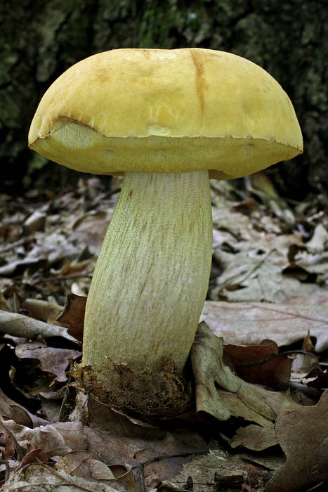 kozák žltopórový Leccinellum crocipodium (Letell.) Della Maggiora & Trassinelli