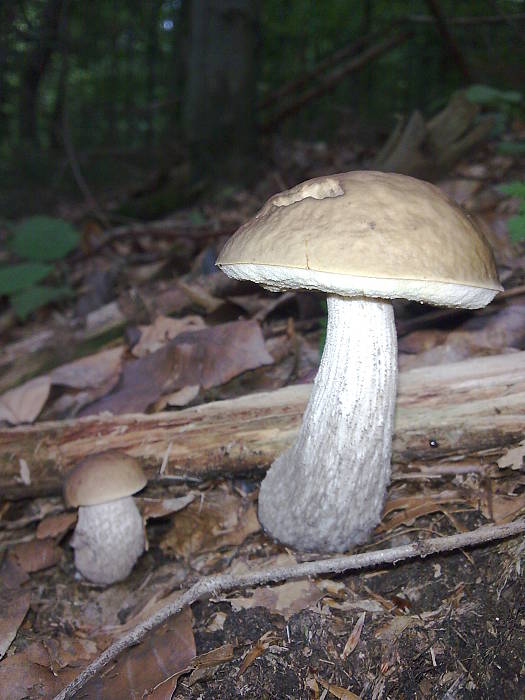 kozák hrabový Leccinum pseudoscabrum (Kallenb.) Šutara