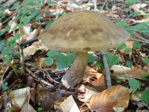 kozák hrabový Leccinum pseudoscabrum (Kallenb.) Šutara