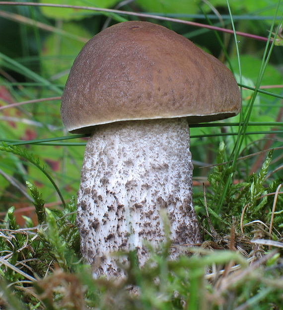 kozák hrabový Leccinum pseudoscabrum (Kallenb.) Šutara