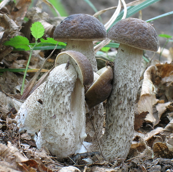 kozák hrabový Leccinum pseudoscabrum (Kallenb.) Šutara