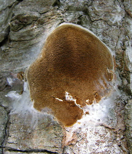 ohňovec Hartigov  Phellinus hartigii (Allesch. & Schnabl) Pat.