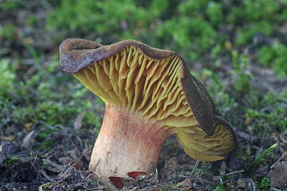 lupeňopórovec červenožltý Phylloporus rhodoxanthus (Schwein.) Bres.