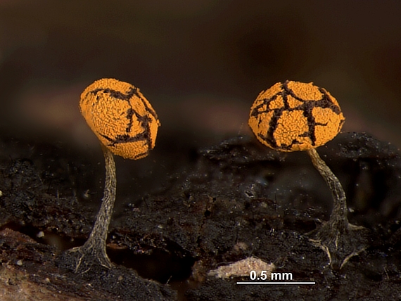 vápnikovec - Vápenatka zelená varieta oranžová  Physarum viride var. aurantianum (Bull.) Lister