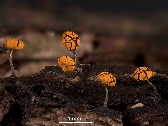 vápnikovec - Vápenatka zelená varieta oranžová  Physarum viride var. aurantianum (Bull.) Lister