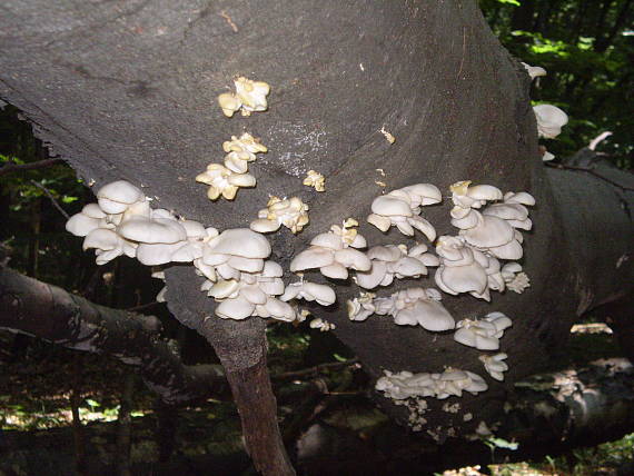 hliva buková Pleurotus pulmonarius (Fr.) Quél.