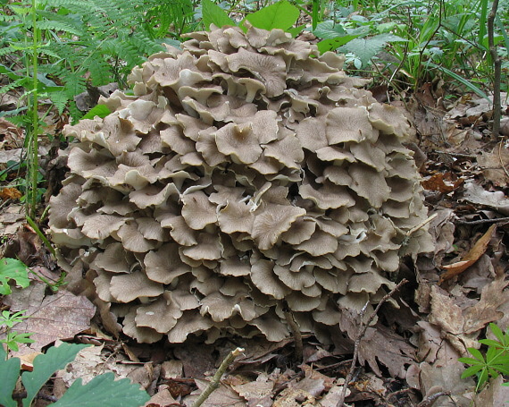 trúdnik klobúčkatý Polyporus umbellatus (Pers.) Fr.