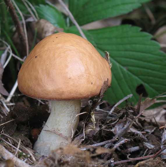 masliak zrnitý Suillus granulatus (L.) Roussel