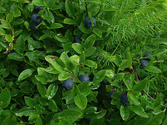 čučoriedky Vaccinium myrtillus L.