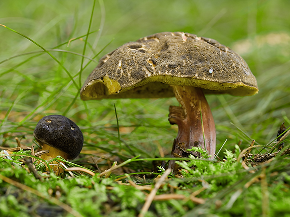 suchohríb žltomäsový Xerocomellus chrysenteron (Bull.) Šutara