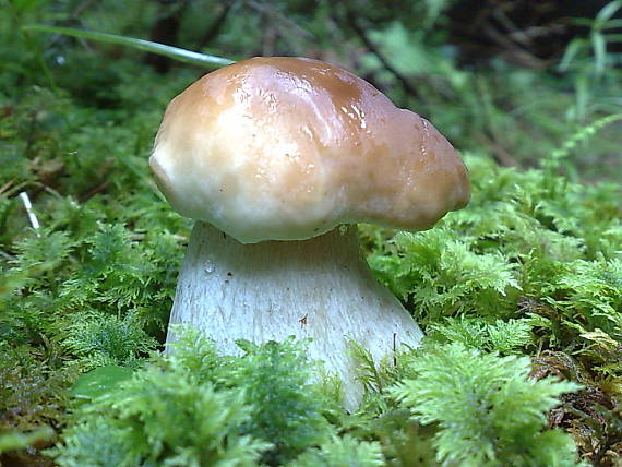 hríb smrekový  boletus edulis  Bull.