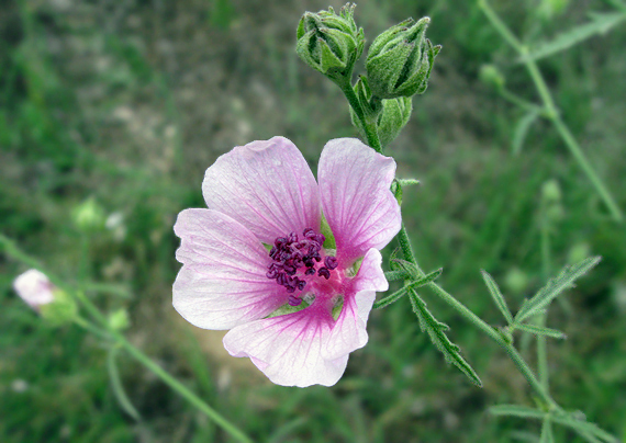 ibiš konopovitý Althaea cannabina L.