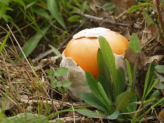 muchotrávka cisárska Amanita caesarea (Scop.) Pers.