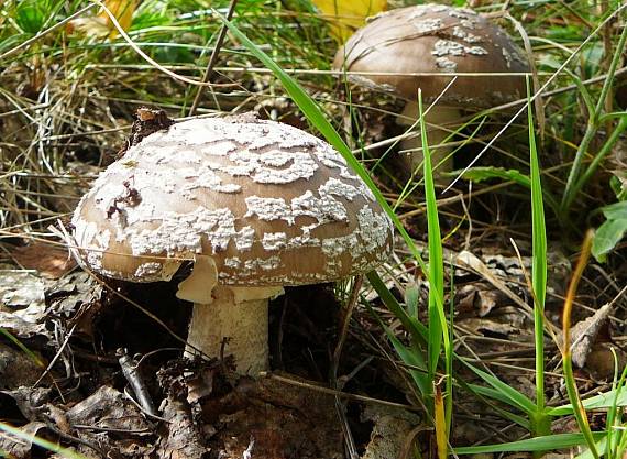 muchotrávka hrubá Amanita excelsa (Fr.) Bertill.