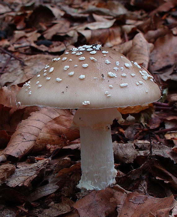 muchotrávka tigrovaná Amanita pantherina (DC.) Krombh.