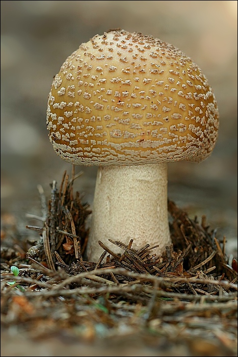 muchotrávka červenkastá Amanita rubescens Pers.