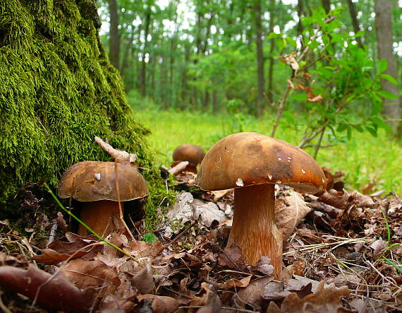 hríb bronzový Boletus aereus Bull. ex Fr.