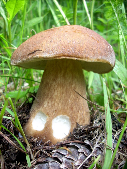 hríb smrekový Boletus edulis Bull.