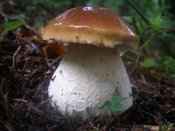 hríb smrekový Boletus edulis Bull.