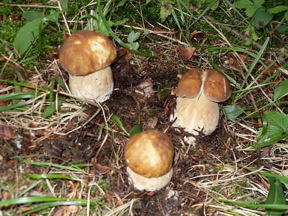 super trio Boletus edulis Bull.