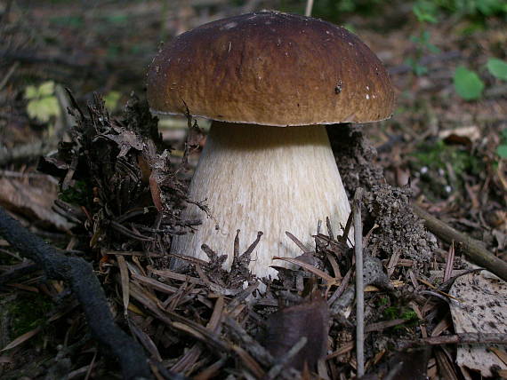 hríb smrekový Boletus edulis Bull.