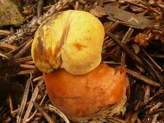 hřib kovář - Hríb zrnitohlúbikový Boletus erythropus var. erythropus  Pers. 1796