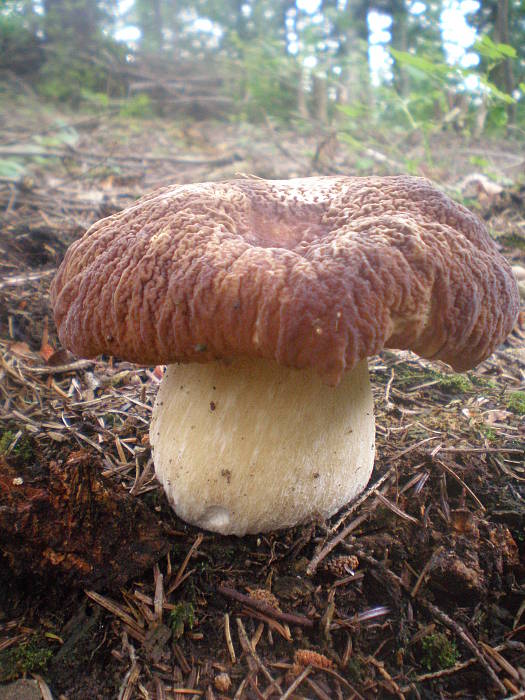 hríb sosnový Boletus pinophilus Pil. et Dermek in Pil.