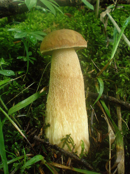 hríb dubový Boletus reticulatus Schaeff.