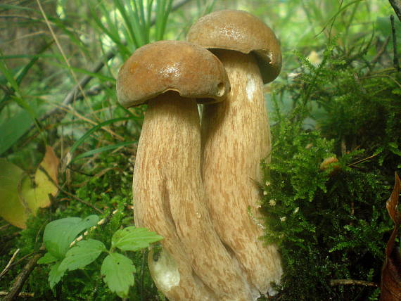 hríb dubový Boletus reticulatus Schaeff.