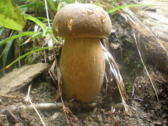 hríb dubový Boletus reticulatus Schaeff.