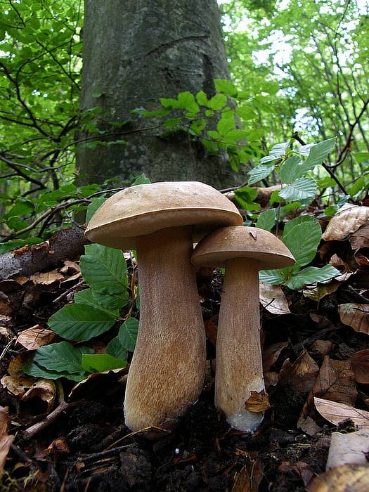 hríb dubový Boletus reticulatus Schaeff.