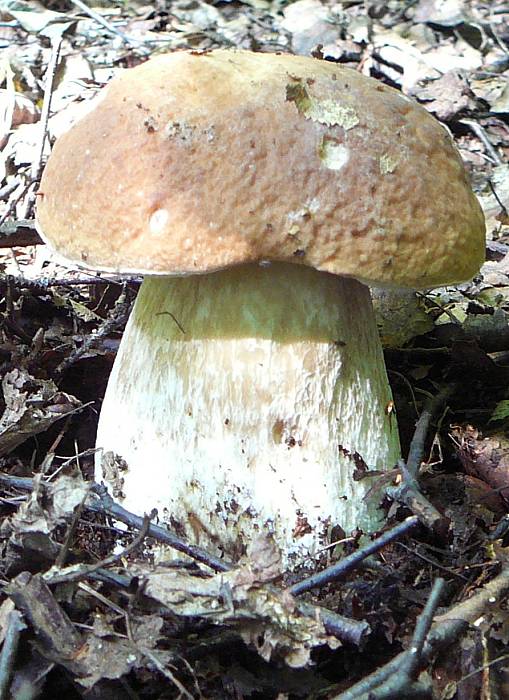 hríb Boletus sp.