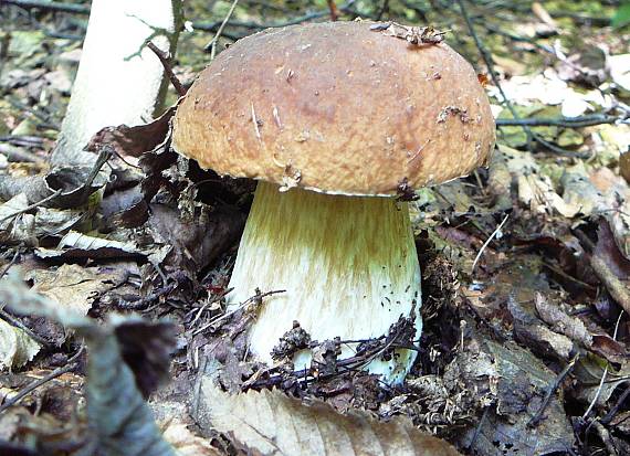 hríb Boletus sp.