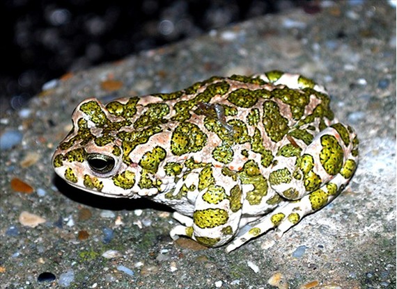 ropucha zelená Bufo viridis