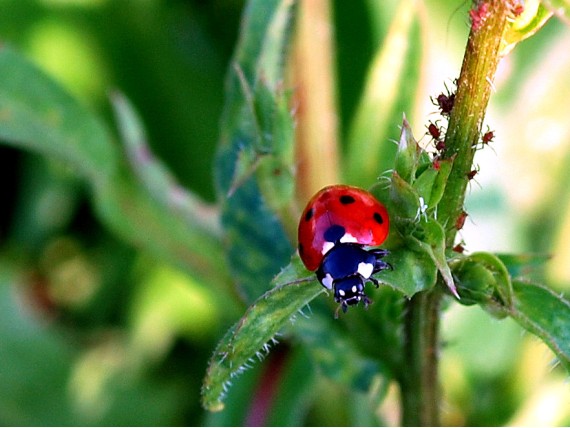 lienka sedembodková Coccinella septempunctata