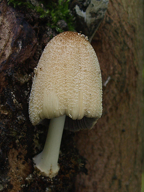 hnojník okrový Coprinellus domesticus (Bolton) Vilgalys, Hopple & Jacq. Johnson