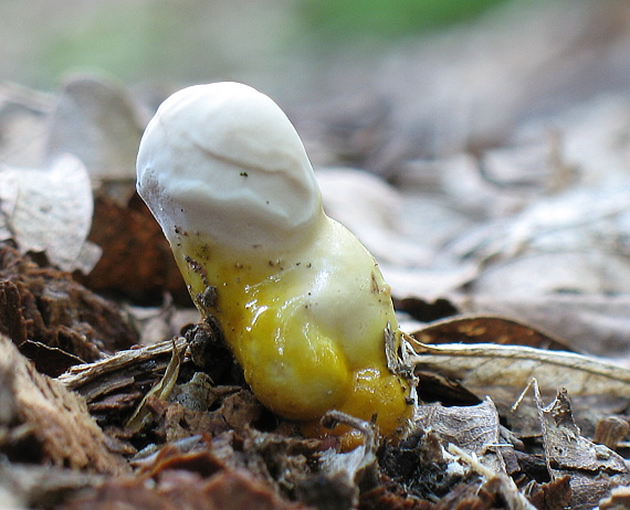 lesklokôrovka obyčajná Ganoderma lucidum (Curtis) P. Karst.