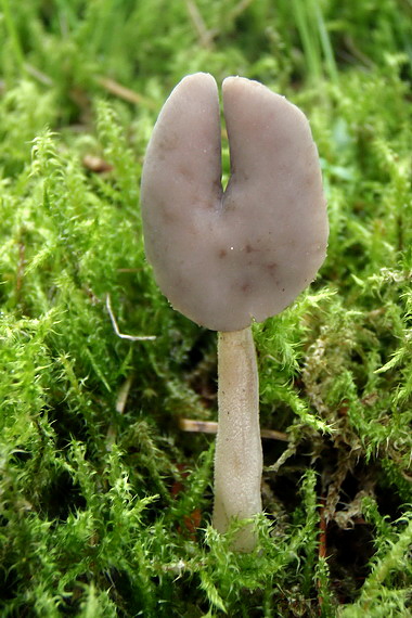 chriapač Helvella sp.