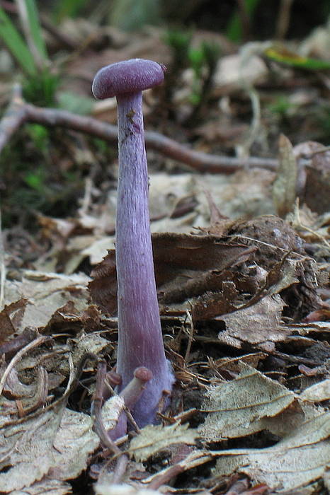 lakovka ametystová Laccaria amethystina (Huds.) Cooke