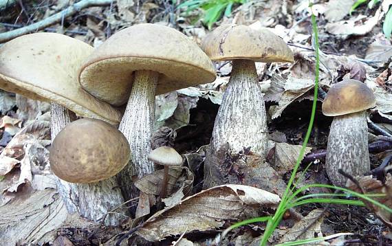 kozák hrabový Leccinum pseudoscabrum (Kallenb.) Šutara