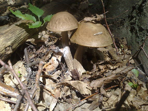 kozák hrabový Leccinum pseudoscabrum (Kallenb.) Šutara