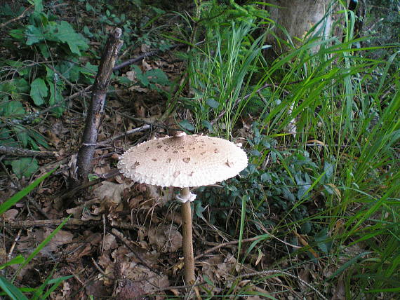 bedľa vysoká Macrolepiota procera (Scop.) Singer